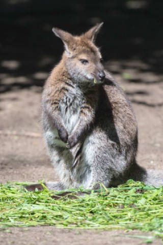 NRZ-Leser blicken im Zoo Duisburg hinter die Kulissen.