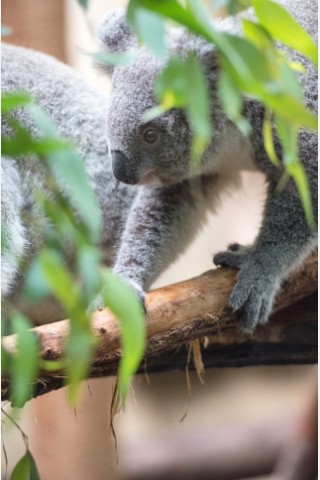 NRZ-Leser blicken im Zoo Duisburg hinter die Kulissen.