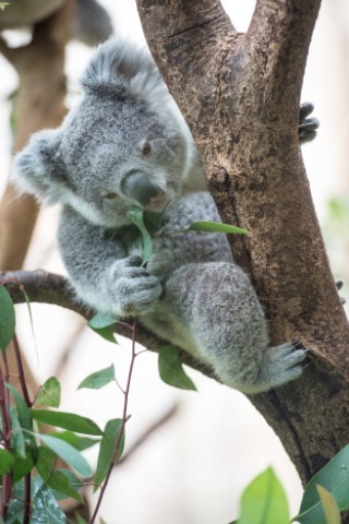 NRZ-Leser blicken im Zoo Duisburg hinter die Kulissen.