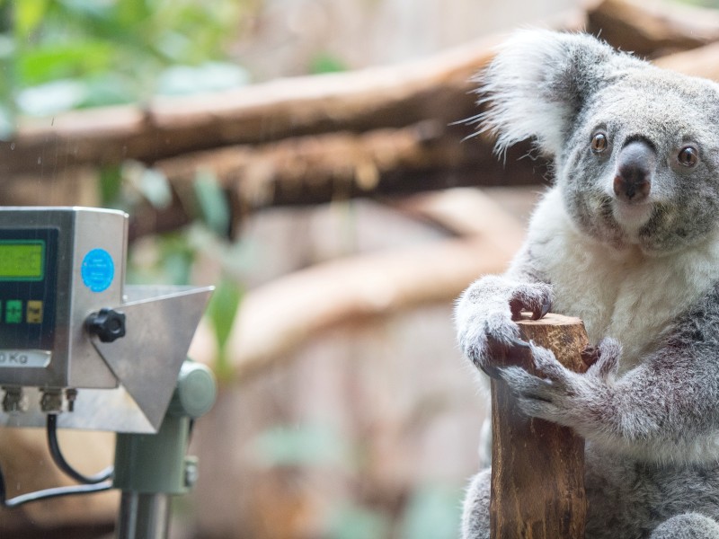 NRZ-Leser blicken im Zoo Duisburg hinter die Kulissen.