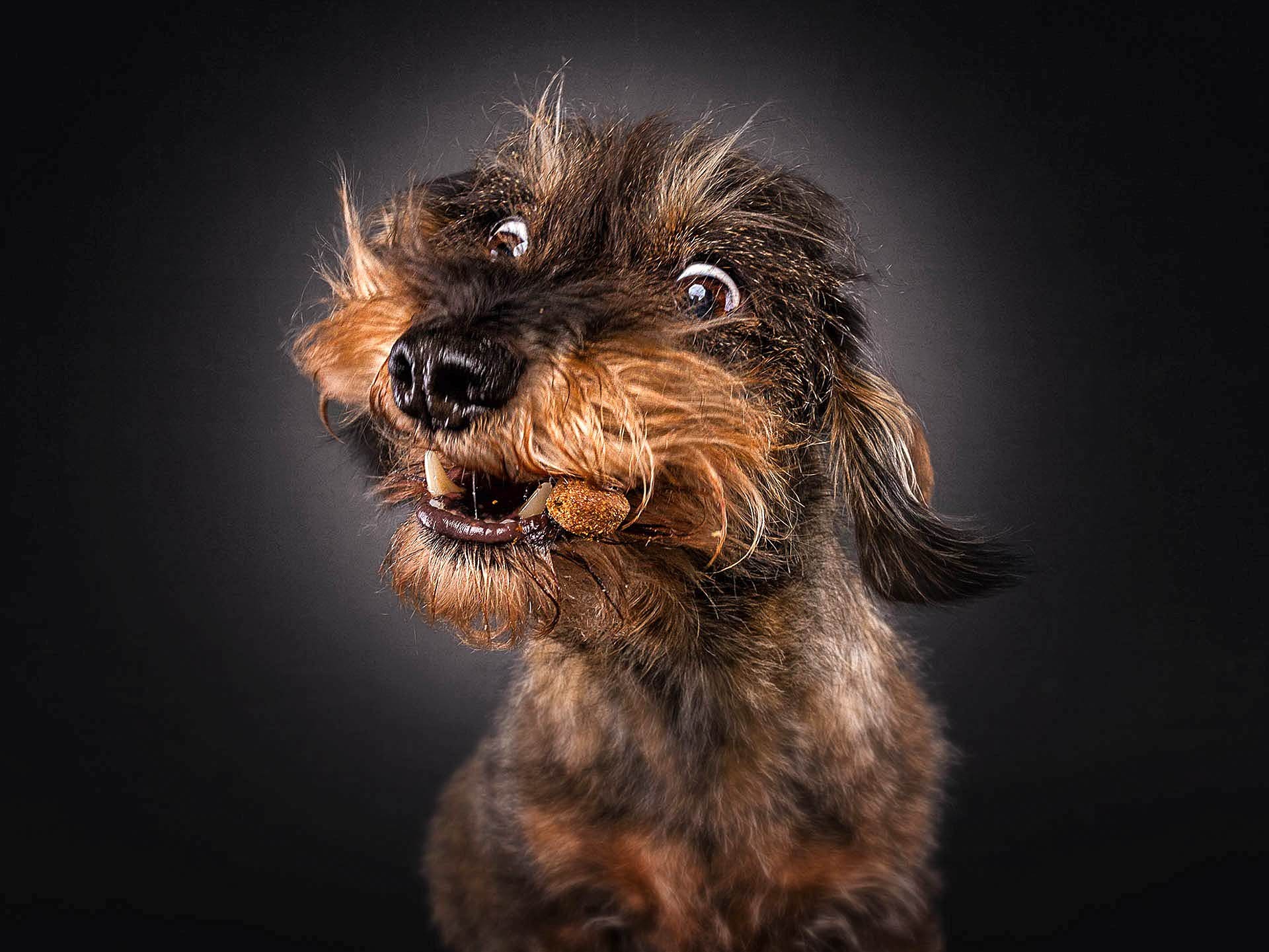 ...deshalb warf er ihr kurzerhand immer wieder Leckerlis zu. Als er sich Tage später die Fotos ansah, eigentlich um sie zu löschen, musste er lachen. Anstatt die Bilder zu löschen, lud er sie in Online-Fotogalerien hoch...