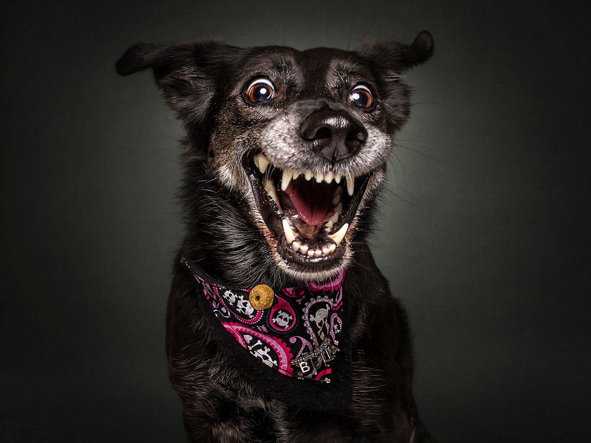 Durch den Erfolg der Schnappschuss-Bilder, die Christian Vieler-Kircher am Ende eines jeden Hunde-Shootings schießt, konnte er sich als Fotograf selbstständig machen und arbeitet jetzt nur noch als Tierfotograf....