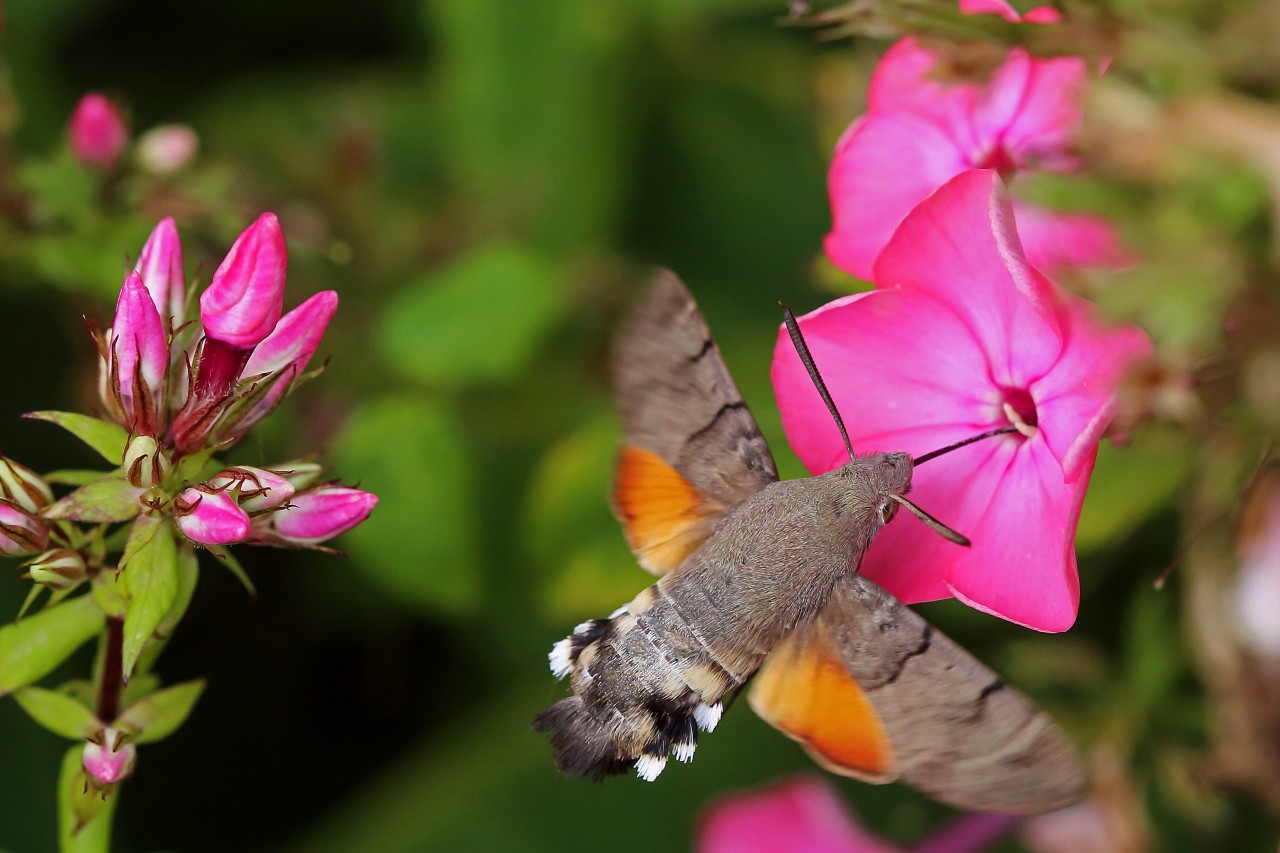 Pink Moon 2021: Pinker Phlox wächst auch in Deutschland und ist beim Taubenschwänzchen gern gesehen. (Archiv)