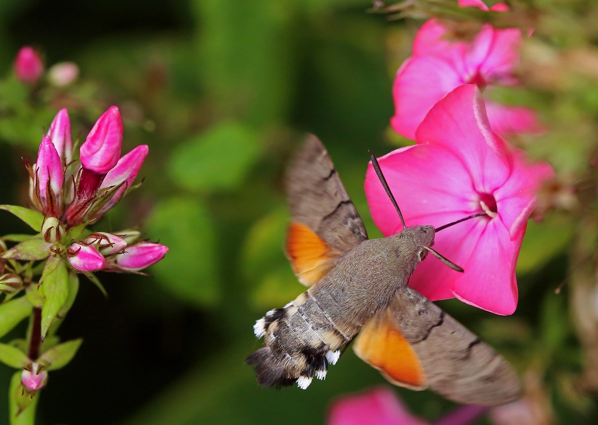 Pink Moon 2021: Pinker Phlox wächst auch in Deutschland und ist beim Taubenschwänzchen gern gesehen. (Archiv)