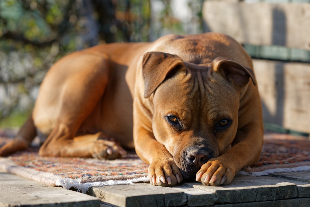 Pittbull-Hündin „Nong Horm“ hat ihre Familie beschützt – doch das überlebt sie nicht. (Symbolbild)