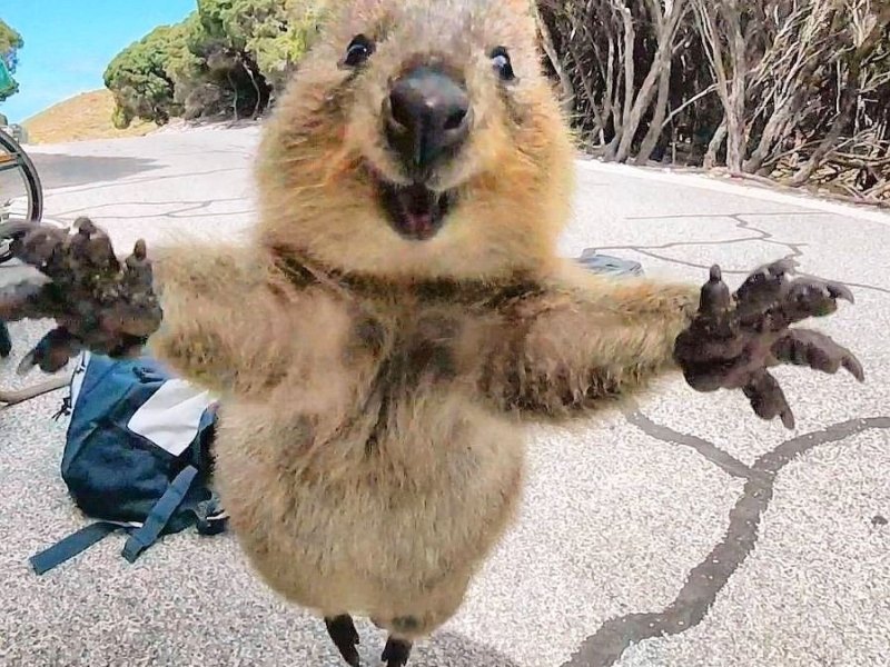 quokkaselfie-campbell-jones~0d4640f7-6b61-452c-9aae-d4fe1c2cd0da.jpg