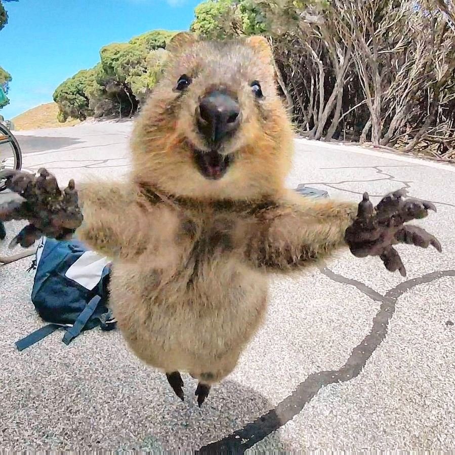 quokkaselfie-campbell-jones~0d4640f7-6b61-452c-9aae-d4fe1c2cd0da.jpg