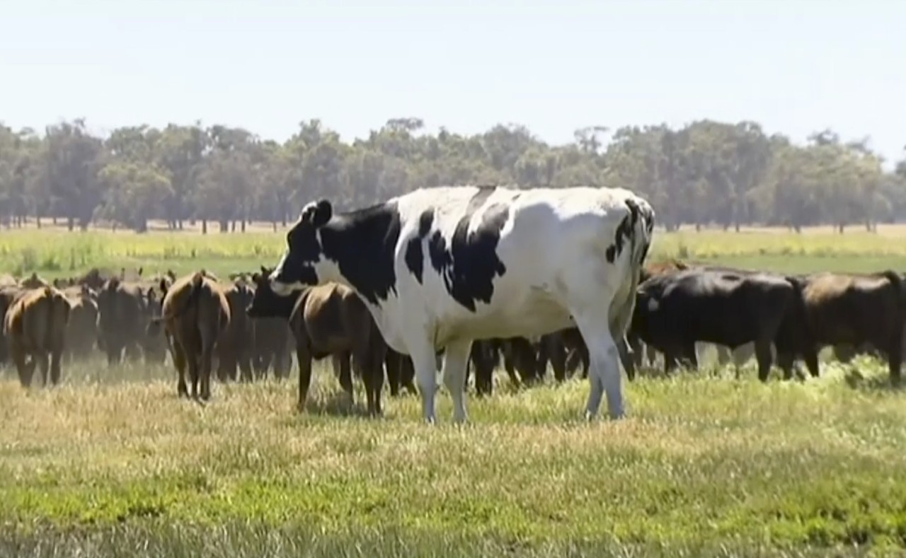 Knickers in einer Herde von Wagyu-Rindern.