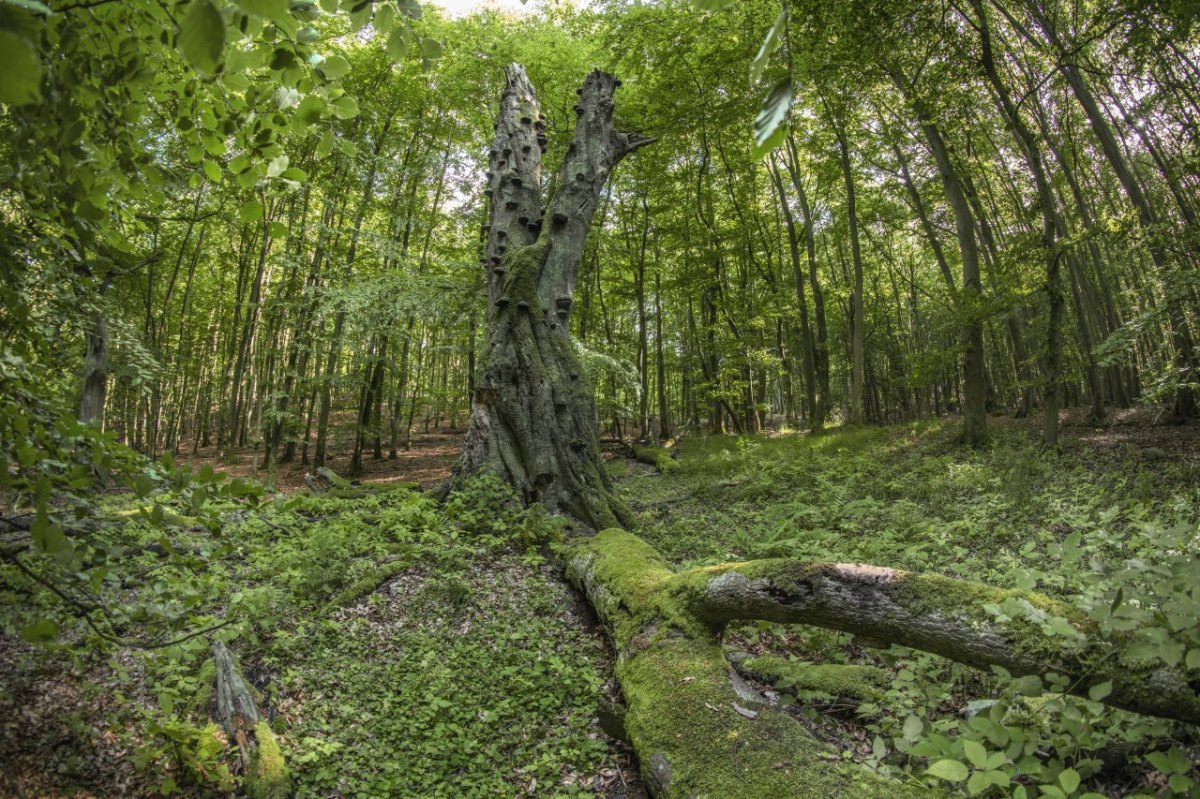 rügen.jpg