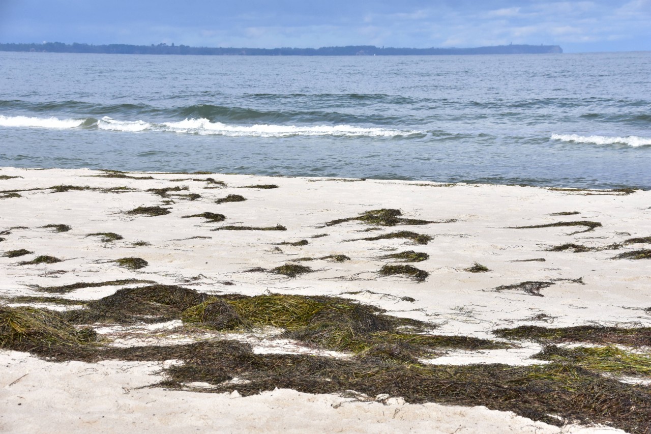 Urlaub an der Ostsee: Am Strand von Rügen sorgt ein ungewöhnlicher Anblick für Aufregung. (Symbolbild)