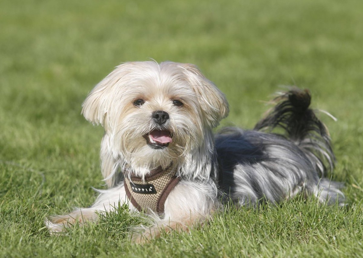 shih-tzu-yorkie-influencerin-tritt-hund.jpg