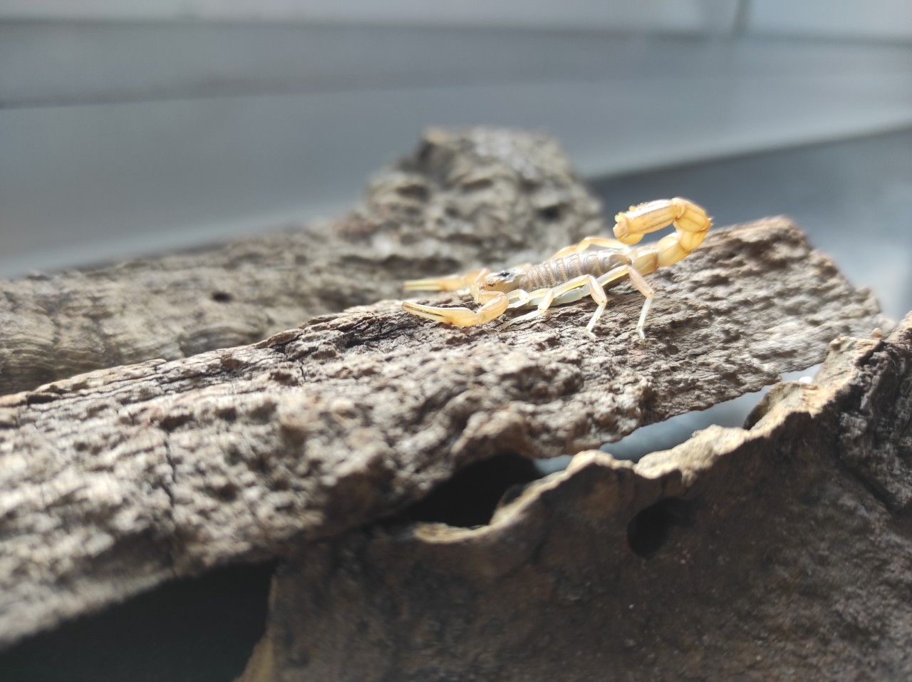 Düsseldorf: Dieser Skorpion tauchte plötzlich in einem Blumenladen auf. 