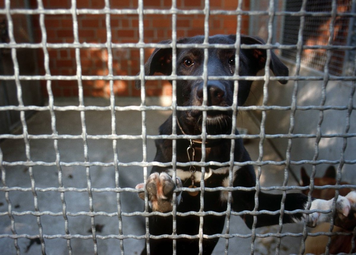 tierheim-essen-hund-sommerferien.jpg