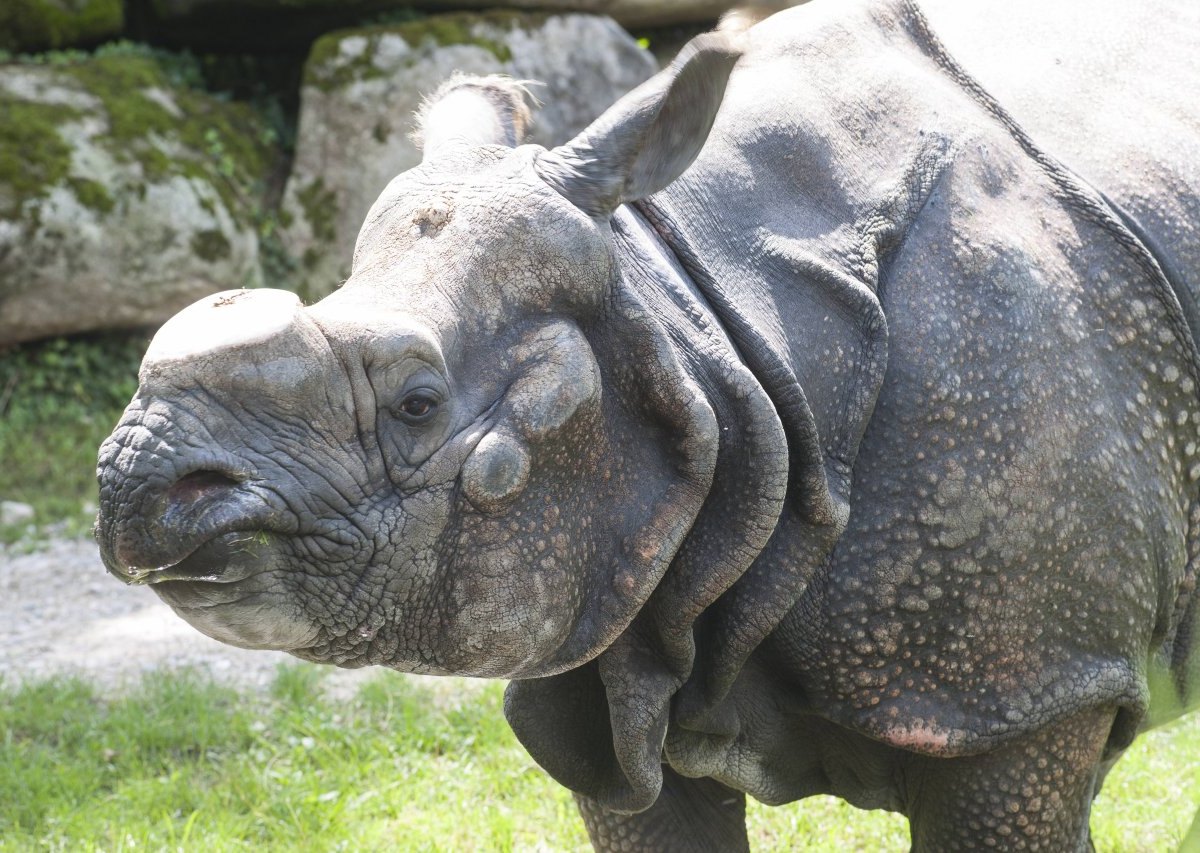 tierpark münchen nashorn.jpg