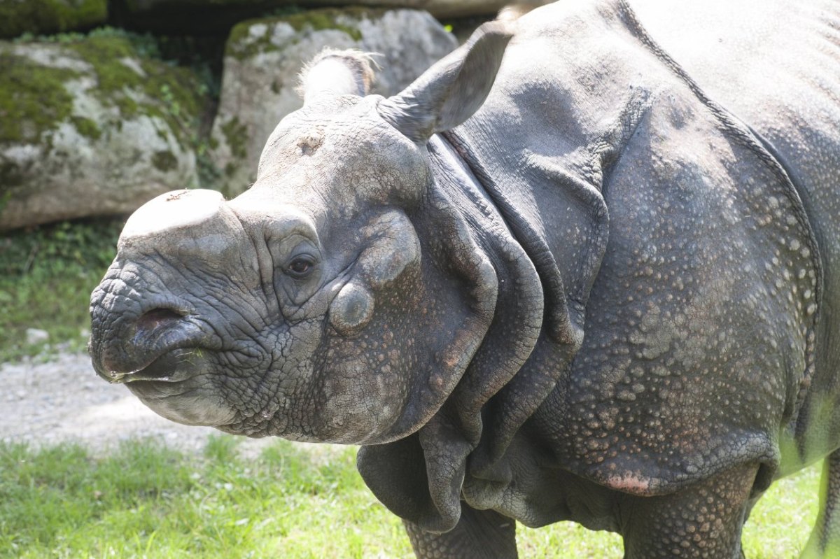 tierpark münchen nashorn.jpg