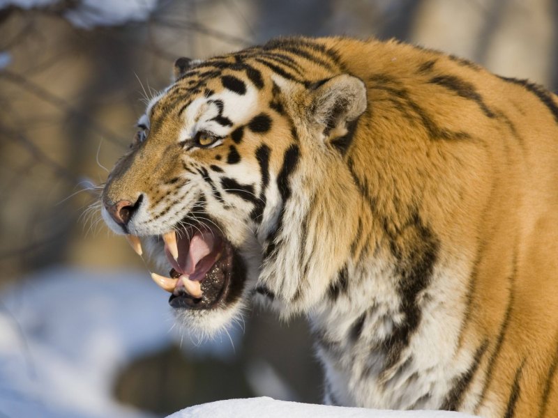 tiger-zoo.jpg