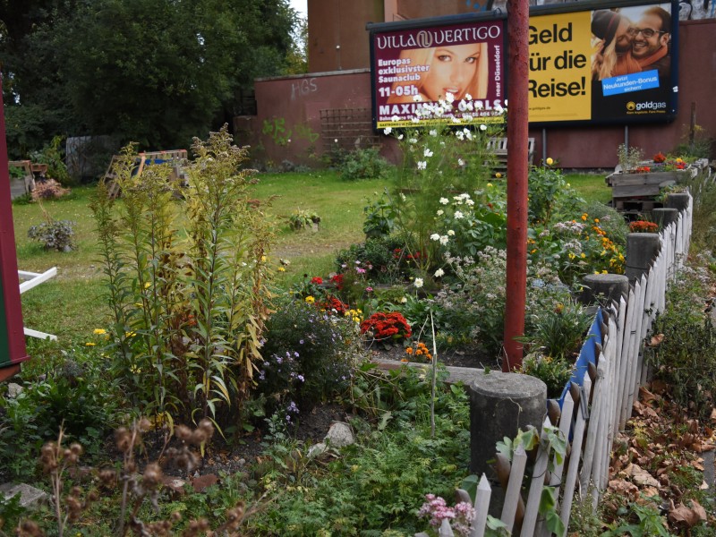 Bio-Gartenromantik vor riesigen Saunaclub-Werbetafeln. Krasse Kontraste, die Ückendorf ausmachen. Der urbane Gemeinschaftsgarten befindet sich auf der Bochumer Straße. 