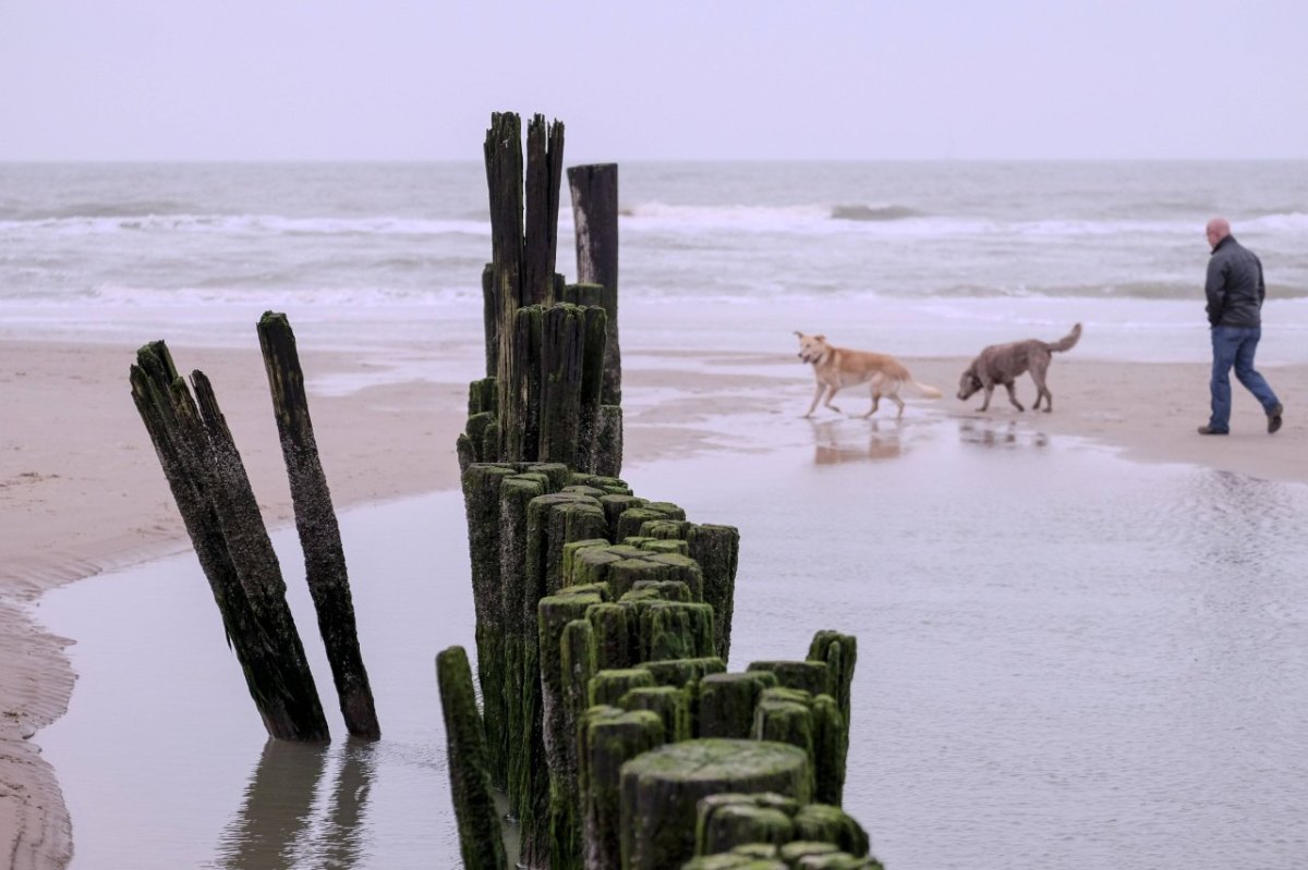 urlaub an der nordsee-hundjpg.jpg