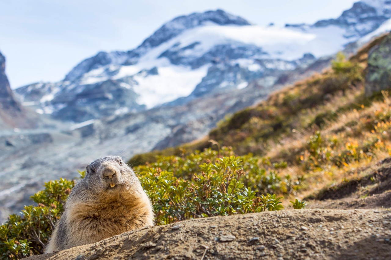 Urlaub in der Schweiz: In dem Alpenland kannst du niedliche Alpenmurmeltiere entdecken.