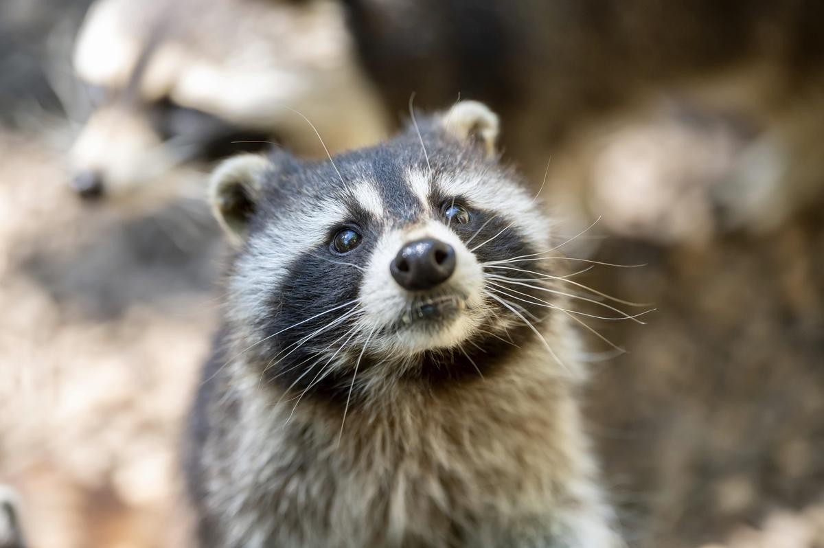 Sind die Gänseküken einem Waschbär zum Opfer gefallen? (Symbolbild) 