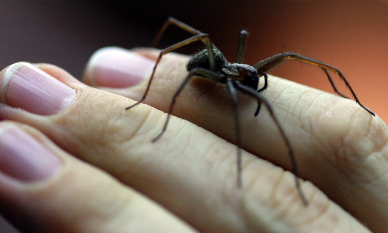 Um die zehn Zentimeter groß werden Winkelspinnen - sie gelten damit als größte heimische Spinnenart. Wenn es draußen kalt wird, suchen sich die Tiere einen warmen Platz zum Überwintern.