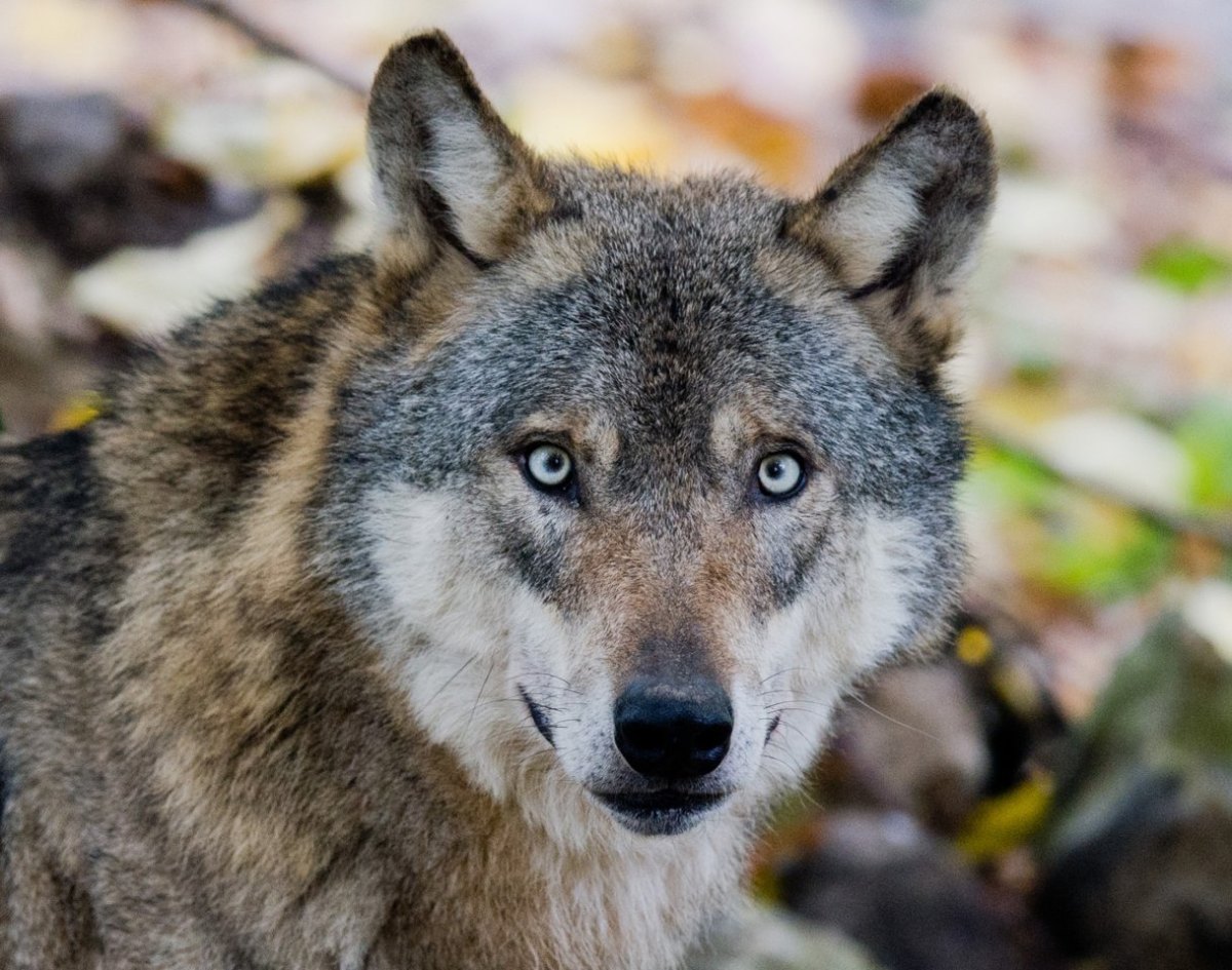 wolf-in-oberhausen.jpg