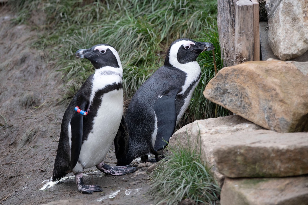 Zoom Gelsenkirchen: Die Brillenpinguine hatten den Graureiher freundlich aufgenommen. (Archiv)