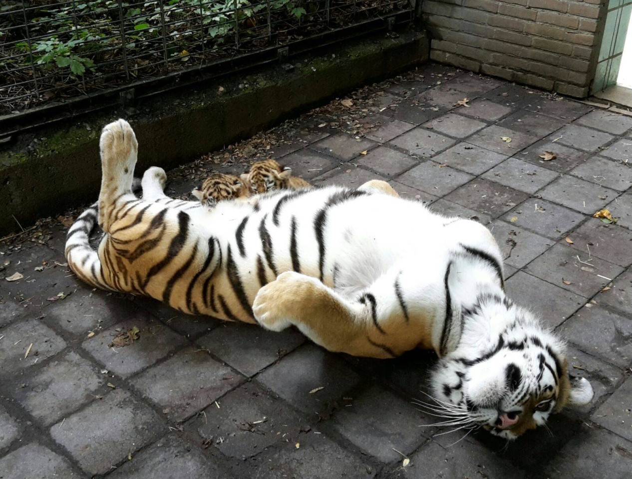 Tigermama Dasha lässt die Kleinen trinken.