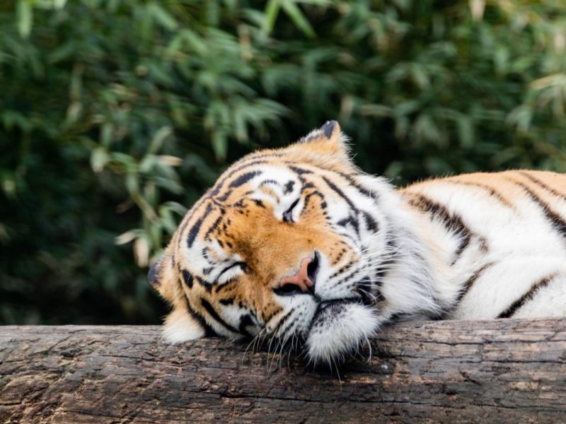 Zoo in NRW