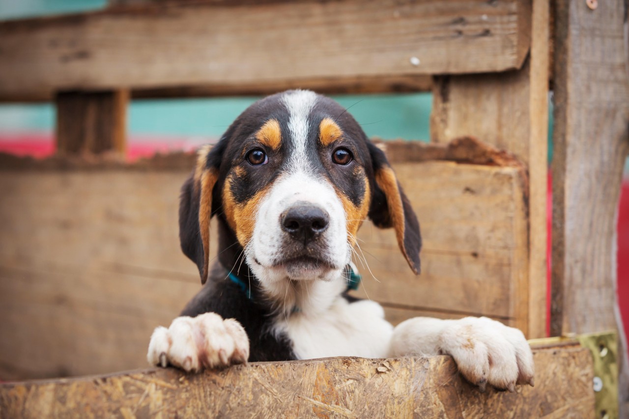 In welcher Stadt geht es Hunden am schlechtesten?