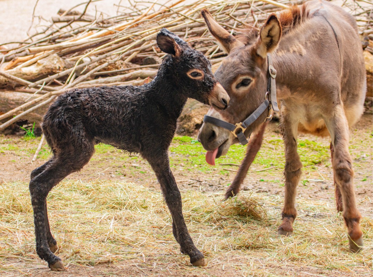 Zoo Dortmund: Das Eselfohlen hat am 12. August das Licht der Welt erblickt.