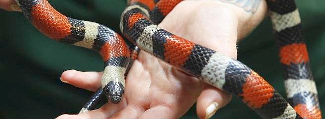 A Pueblan Milk Snake (Lampropeltis--656x240.jpg