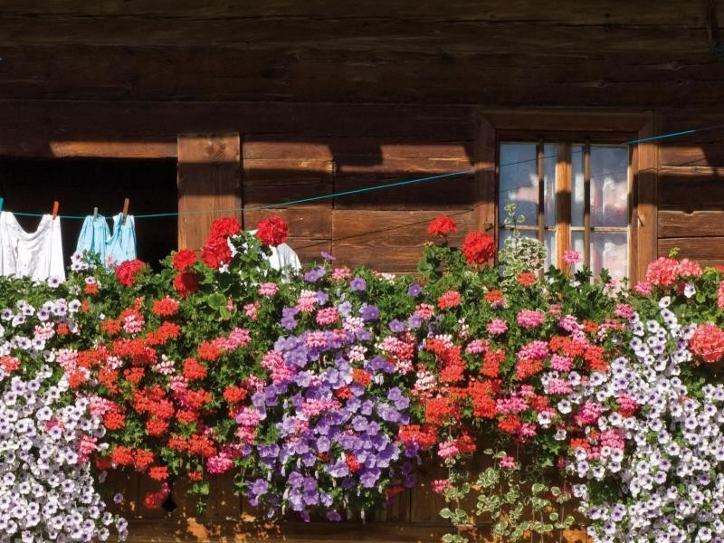 Farbenfrohe Pracht in Alpbach: Alle Häuser werden nach einer strengen Bauart aus dem Jahr 1953 errichtet.