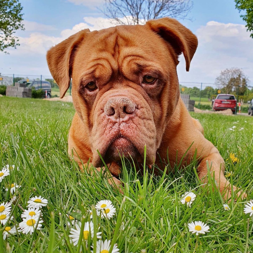 Dass Hund Arko immer noch im Tierheim sitzt, geht einem Tierfreund gehörig gegen den Strich. (Symbolbild)