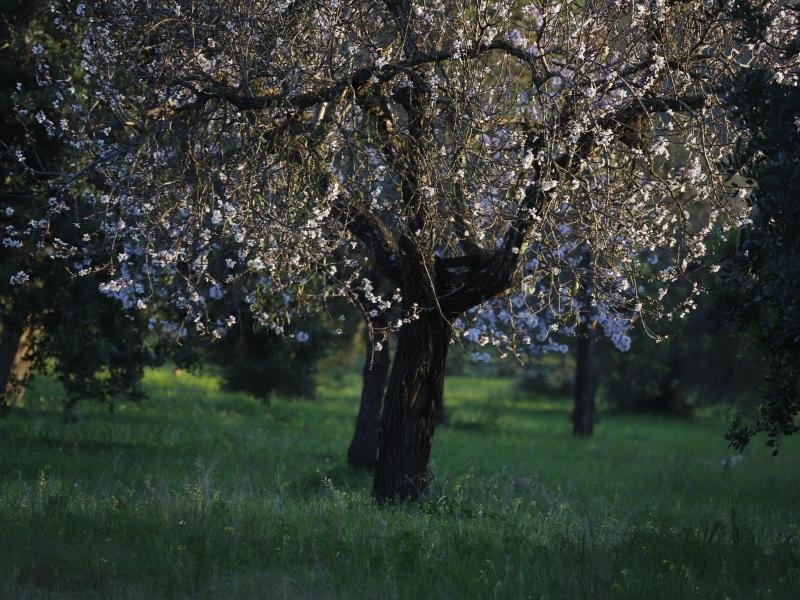 Auf Mallorca hat die Mandelblüte 2020 in vielen Regionen deutlich früher begonnen als gewöhnlich.