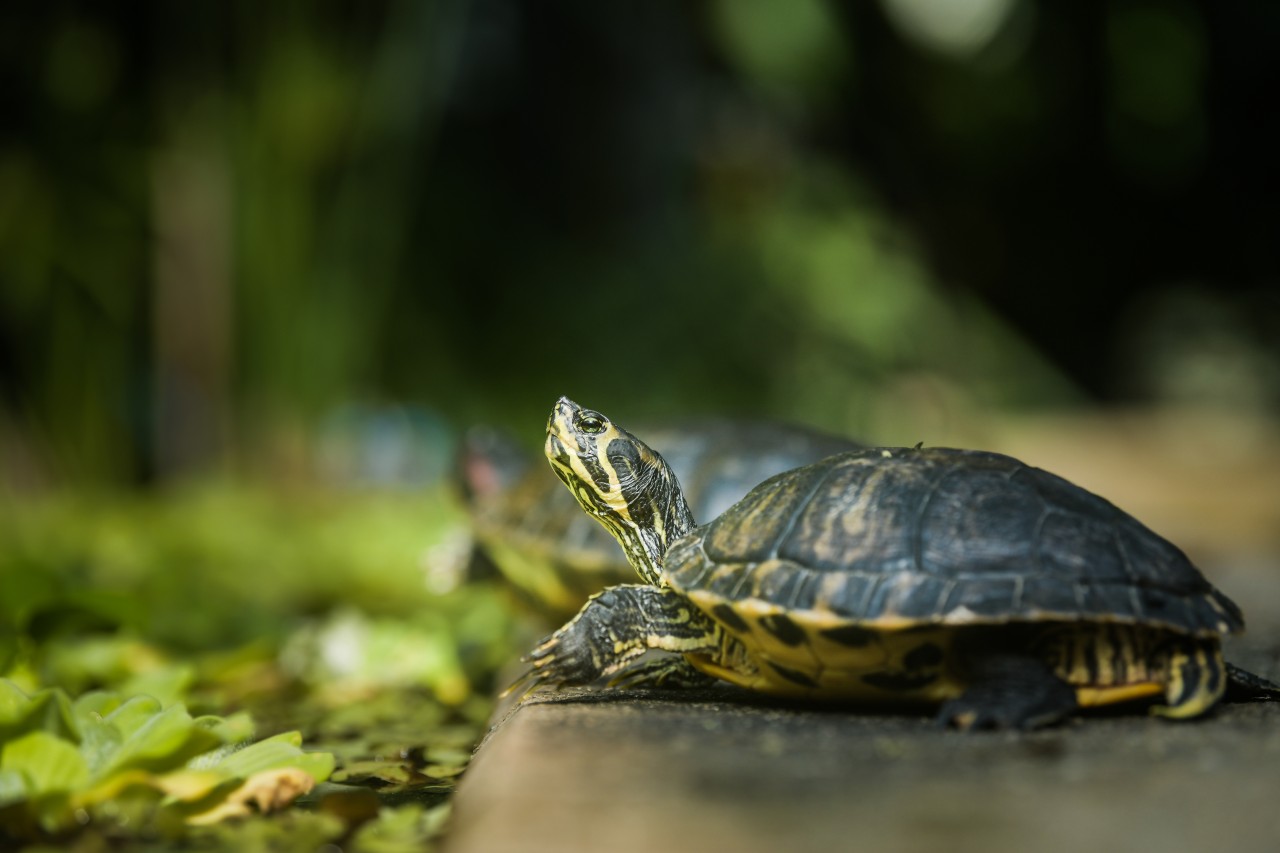 Ausflugsziele im Ruhrgebiet: Im Botanischen Garten in Bochum gibt es viel zu entdecken.