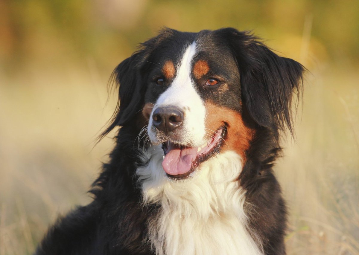 Berner-Sennenhund