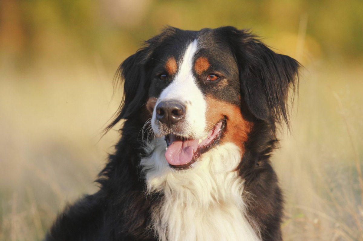 Berner-Sennenhund