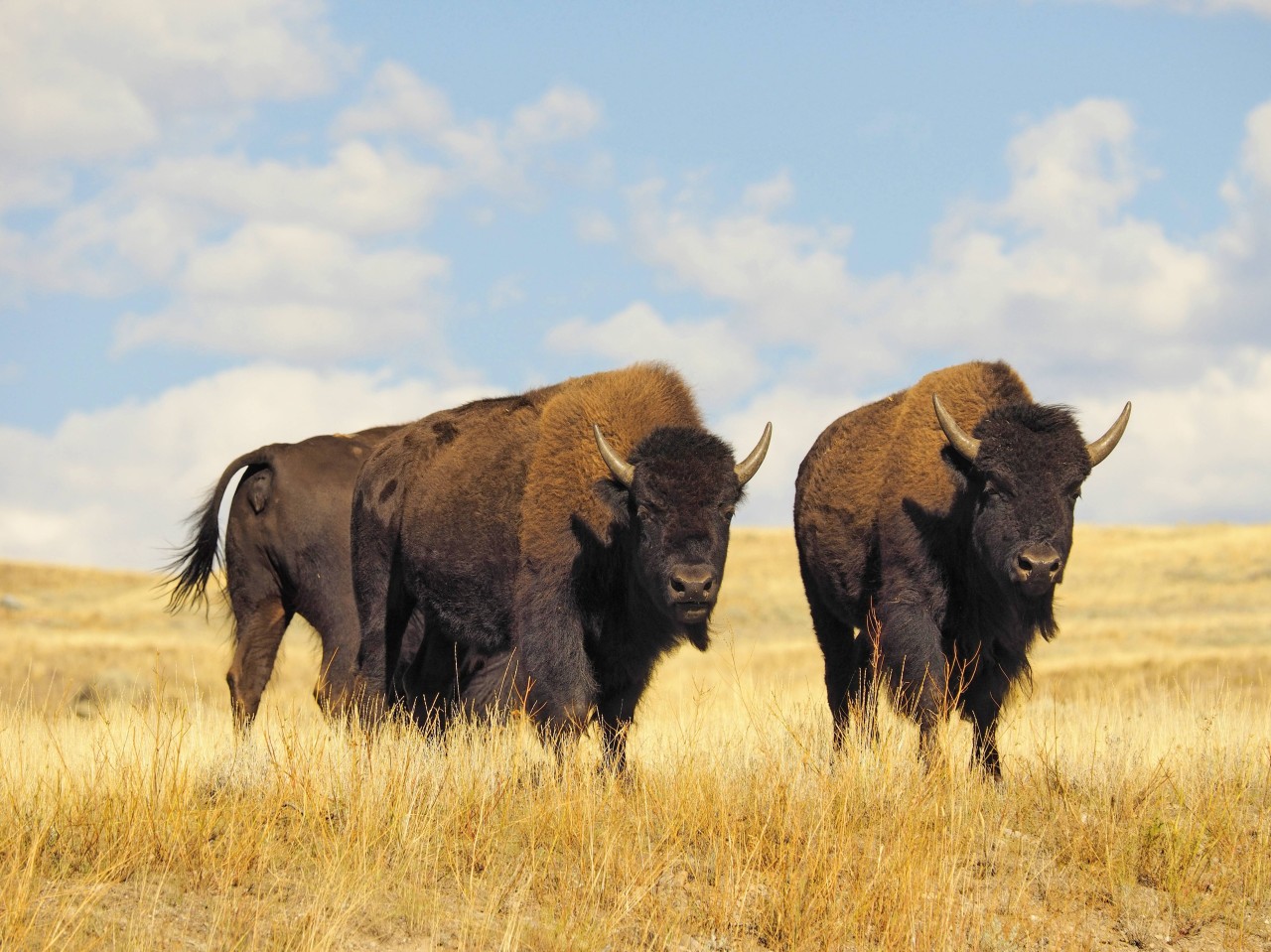 Urlaub in den USA: Eine Touristin wurde von einem Bison attackiert (Symbolbild).