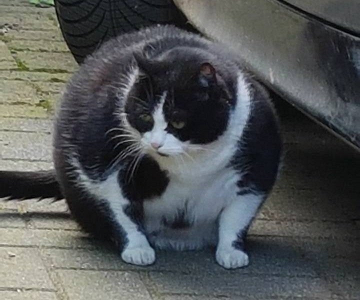 Dicke-Katze.jpg