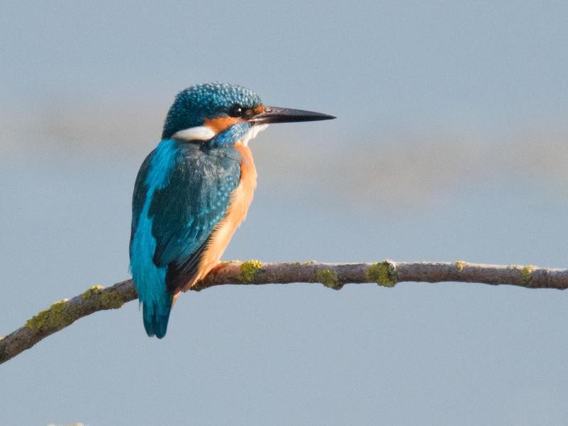 Ein Eisvogel (Alcedo atthis) verweilt am Morgen im Naturschutzgebiet Gronauer Masch in Niedersachsen.