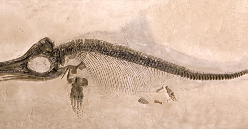 Fossilien.jpg