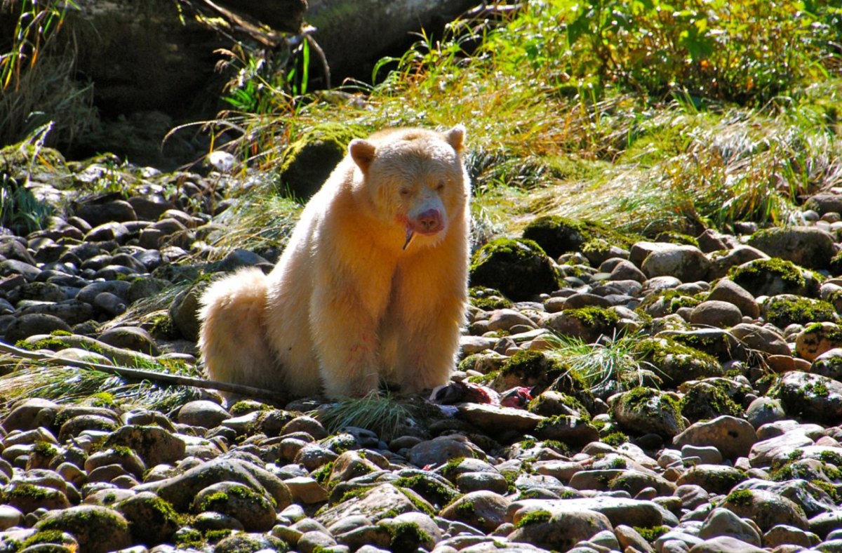 Geisterbär im Regenwald.jpg