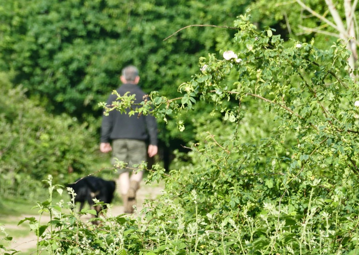 Gelsenkirchen_Hund.jpg