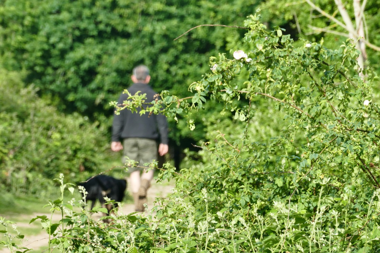 In Gelsenkirchen ist ein Jugendlicher beim Spaziergang mit seinem Hund angegriffen worden. (Symbolbild)