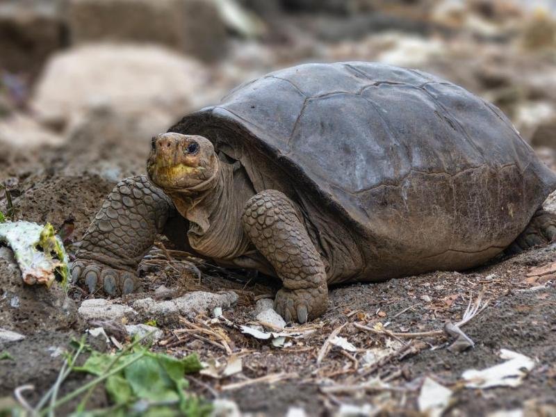 Genanalysen haben bestätigt, dass die vor zwei Jahren im Galápagos-Archipel entdeckte Riesenschildkröte zur Spezies Chelonoidis phantasticus gehört.