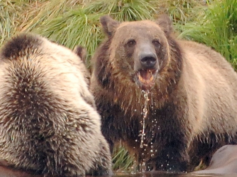 Der Yellowstone- Nationalpark in den mittleren Rocky Mountains ist bekannt für seine großen Wasserfälle. Außerdem gibt es dort Grizzlies.