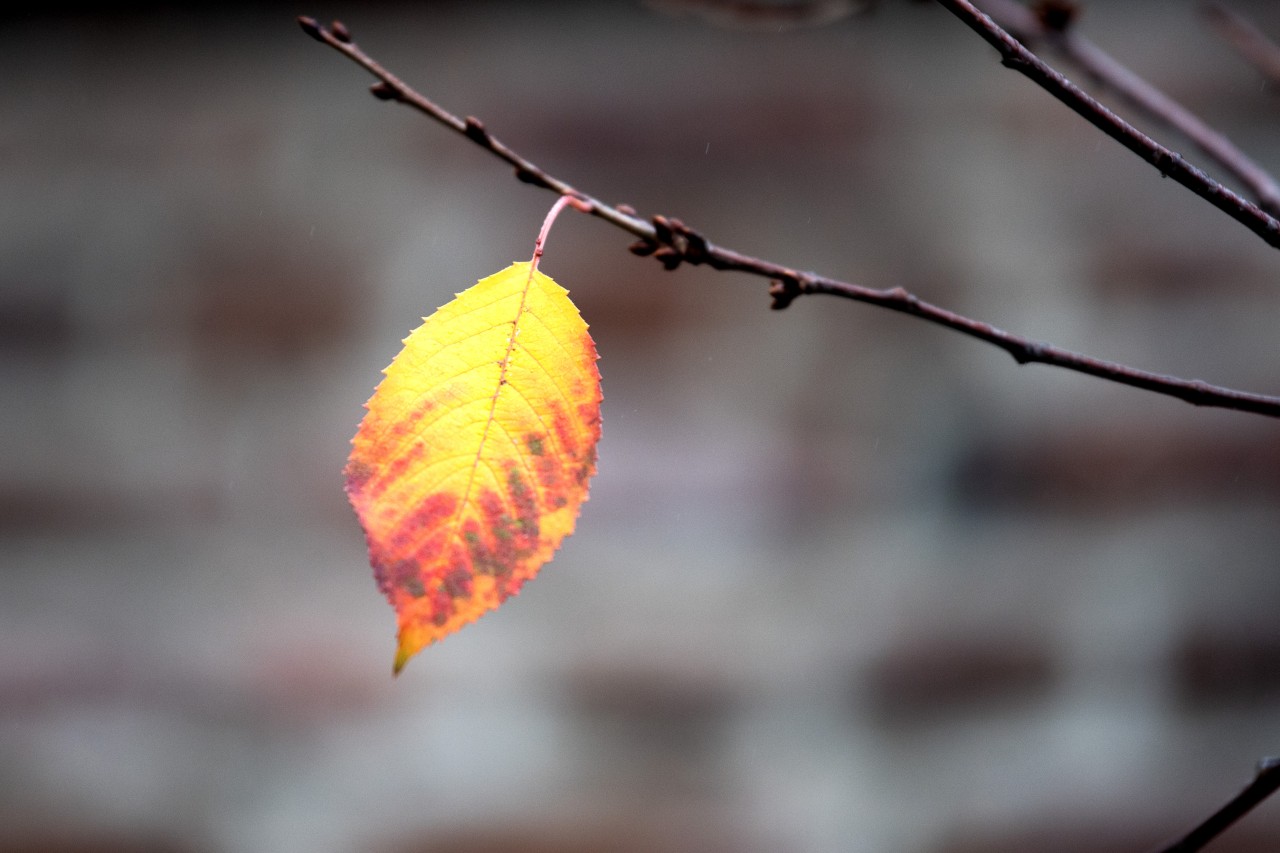 Der Herbst und Winter sind grau in grau in NRW. (Symbolbild)