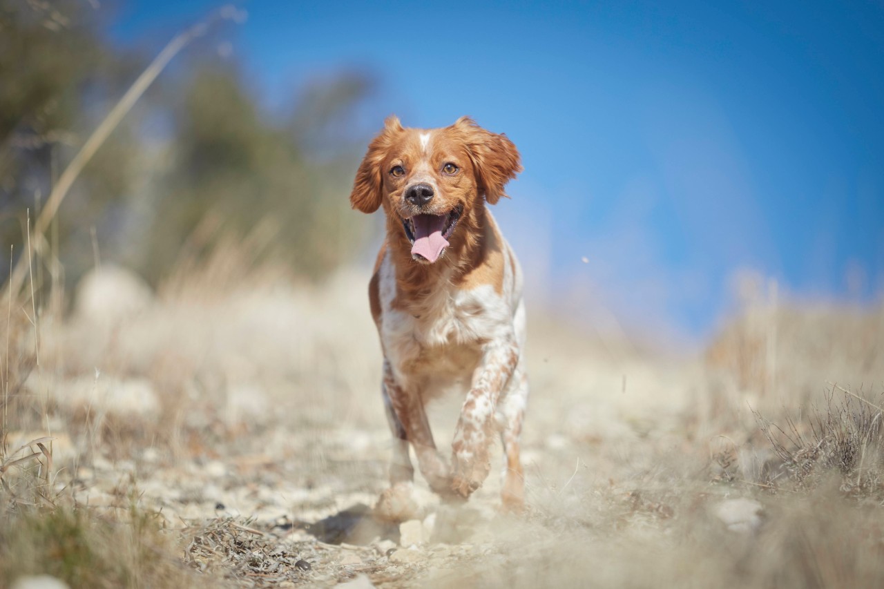 Hund in NRW: Diese Stadt schneidet am schlechtesten bei einem Ranking über das Wohlbefinden der Vierbeiner ab. (Symbolbild) 