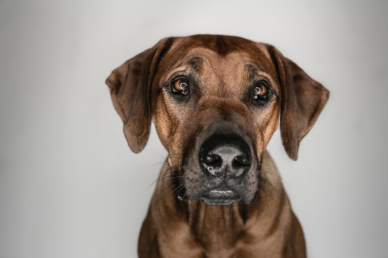 Hund in NRW: Tierheim freut sich über das Update von Hündin Paula. (Symbolbild) 